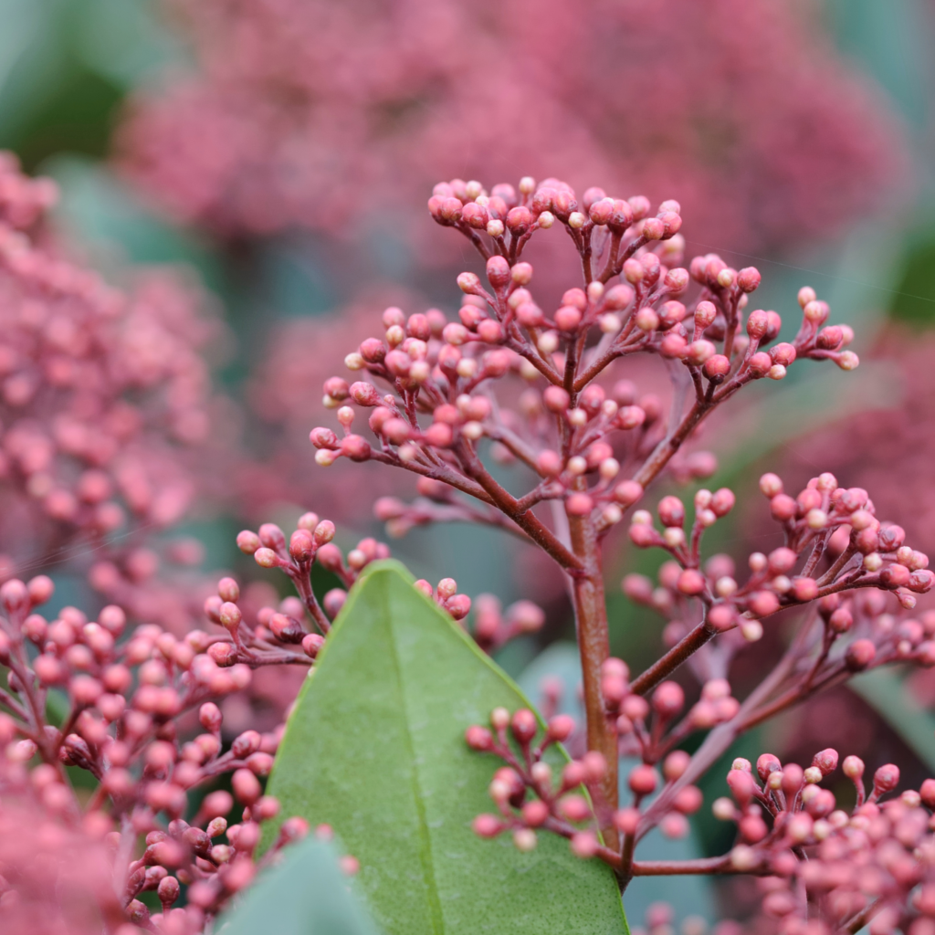 Skimmia